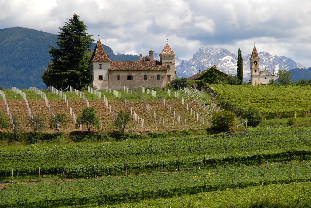 Weinfelder im Vinschgau